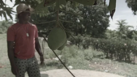Low Hanging Mango Stock Footage 85078993