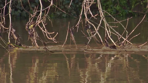Low-hanging tree branches touching surface of fast-flowing river water creating Vídeos de archivo 144755538