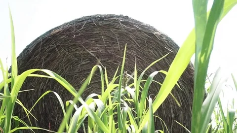 Low Hay Bale Closeup Stock Footage 79839449