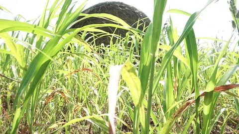Low Hay Bale Field Stockbeeldmateriaal 79839443