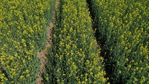 Low height drone flight above Rapeseed field above tractor tracks. Stock Footage 107386209