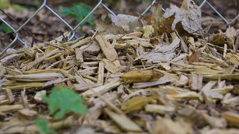Low height extreme close up look at the plant. Stock Footage 343061722