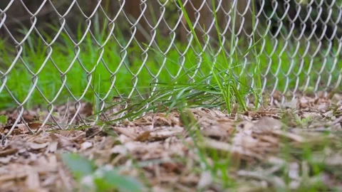 Low height footage of lush summer grass near a fence. Stock Footage 343435507