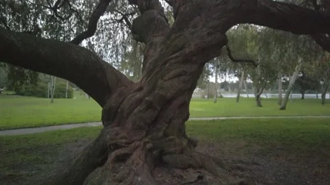 Low to high pan shot of  Large Twisted oak tree trunk with roots in foreground Stock Footage 257030960