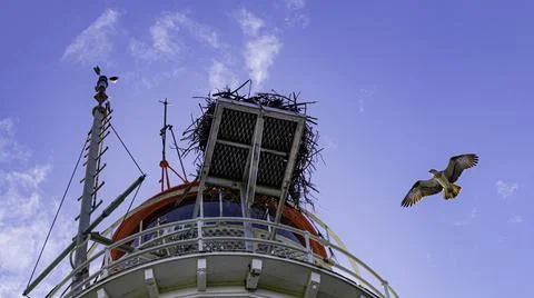 Low Isles Lighthouse with Sea Eagle Stock Photos