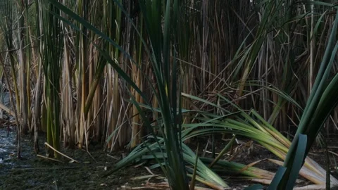 Low key dark swamp with dense cattail thicket Stockbeeldmateriaal 337324517