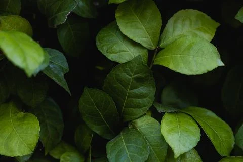 Low key green leaves dark nature background. Stock Photos