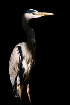 Low key Grey Heron Stock Photos
