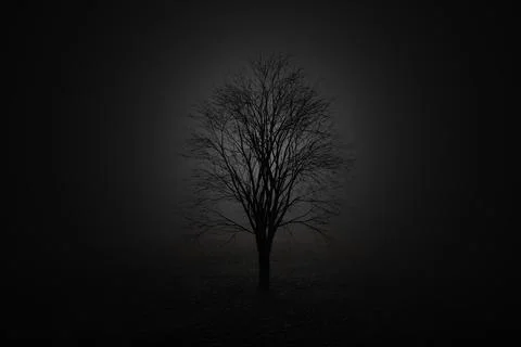 Low key image of leafless tree illuminated from behind. Illustration Stock Illustration
