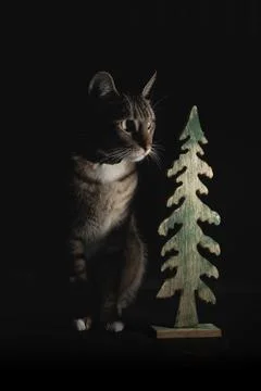 Low key Portrait of a cat next to a wooden Christmas tree Stock Photos