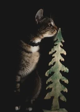 Low key Portrait of a cat next to a wooden Christmas tree Stock Photos