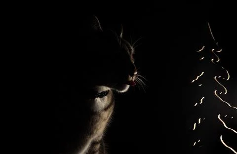 Low key Portrait of a cat next to a wooden Christmas tree Stock Photos