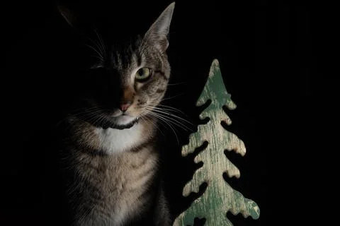 Low key Portrait of a cat next to a wooden Christmas tree Stock Photos