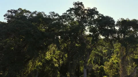 Low lateral slide through mature tropical rainforest canopy with emergent Vidéo 340921165