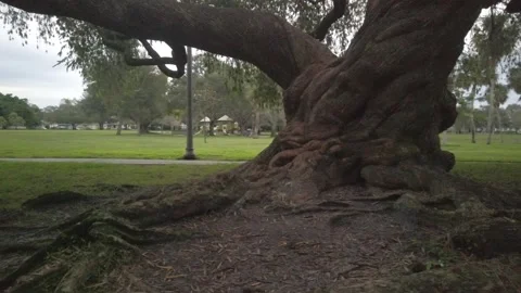 Low left to right pan shot of  Large Twisted oak tree with roots in foreground Stock Footage 257030594