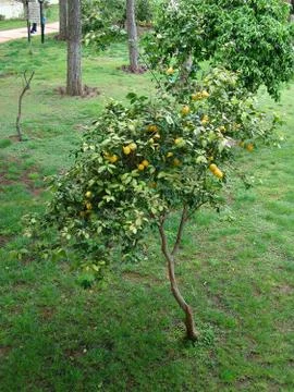 Low Lemon Tree Stock Photos