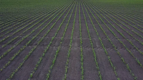 Low level aerial clip of maize seedlings Stock Footage 176778646