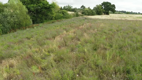 Low level Aerial drone shot over a Wild Flower Meadow Stock Footage 136887902