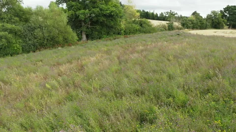 Low level Aerial drone shot over a Wild Flower Meadow Stock Footage 136889164
