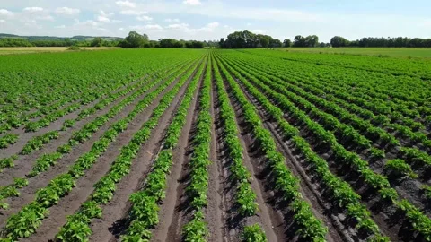 Low level aerial fly forward clip over a crop of potatoes Stock Footage 202885079