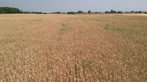Low level aerial fly forward clip over an arable crop of golden barley Stock Footage 202886195