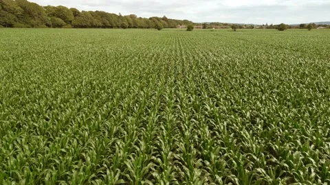 Low level aerial fly forward clip over an arable crop of maize Stock Footage 202903506