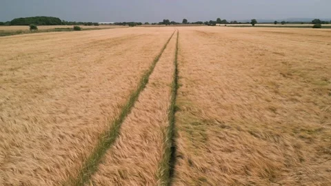 Low level aerial forward fly clip over an arable crop of golden barley Stock Footage 202879340