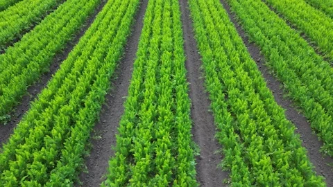 Low level aerial forward fly clip over an arable crop of carrots Stock Footage 202879935