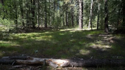 A low level aerial of a pristine pine forest Stock Footage 216824901