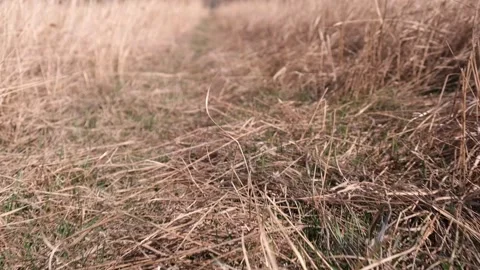 Low level of camera movement over autumn trail in a field. closeup. slow motion. Stock Footage 232647350