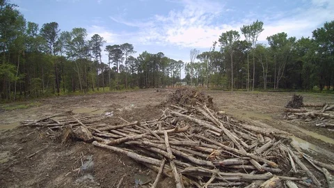 Low Level Clearcut flight Stock Footage 109061533