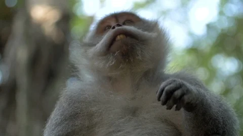A low level close up of a macaque examining its hand Stock Footage 88488585