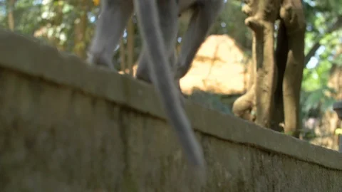 A low level close up of a macaque's hands and feet as it walks along a wall Stock Footage 88488597