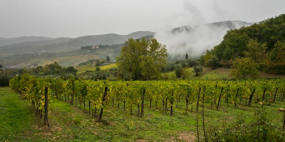 Low level cloud over vineyard in valley, Greve in Chianti, Tuscany, Italy Stock Photos