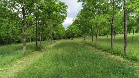 Low level dolly thru trees  at a tree farm Video stock 93390101