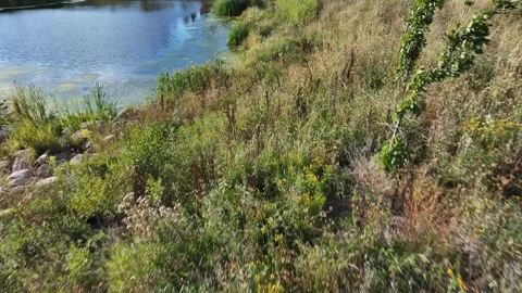 Low Level Drone Flight Along Retention Pond Edge – Barrie Ontario Stock Footage 316991431