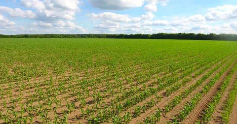 Low level drone flight over rows of young corn Stock Footage 77086299