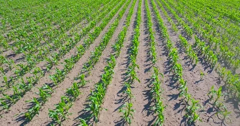 Low level drone flight over a maize field Stock Footage 77157017