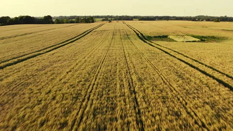 Low-level drone flight over a large wheat field in summer in Mecklenburg-Western Stock Footage 163093373
