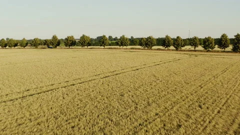 Low-level drone flight over a large wheat field in summer in Mecklenburg-Western Stock Footage 165412815