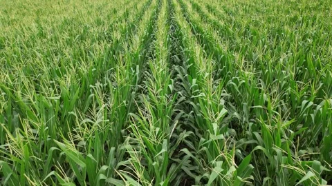 Low level drone flight over field of corn 스톡 동영상 258632477