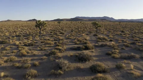 Low level drone flight through a joshua tree forest. Video stock 155181630