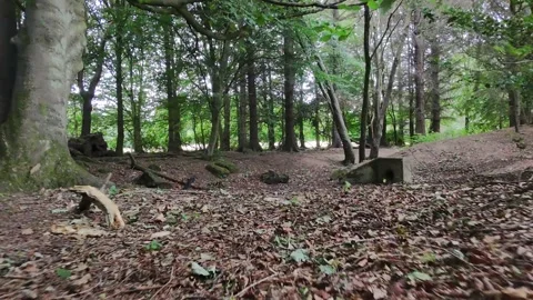 Low-Level Drone Flight Through Dense Forest Stock Footage 315138849