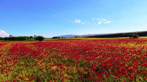 Low-Level Drone Flight Through Red Poppy Flower Field Stock Footage 336816184