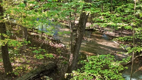 Low Level Drone Over Stream in Dense Forest – Trans Canada Trail, Barrie Ontario Stock Footage 318197306