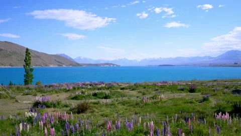 Low level drone shot over lupin flowers to blue lake Stock Footage 159564742