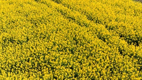 Low level flight above flowering rapeseed field, dirt road and channel Stock Footage 129468365