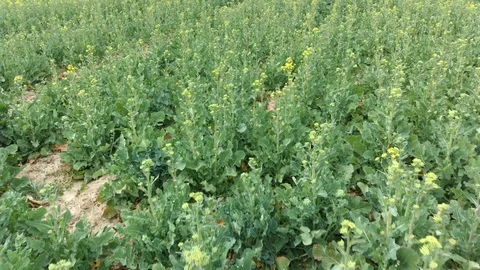 Low level flight above spring rapeseed field, revealing tracks of vehicles Stock Footage 128341775