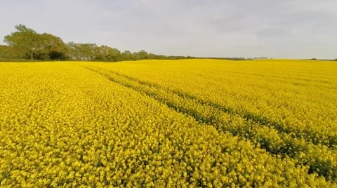 Low-level-flight over a blooming canola field 库存影片 50139418