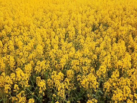 Low level flight over blooming rapeseed field Stock Footage 75644593